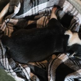 Syrien - Black and tan female American Corgi puppy in Plains, Montana from Diamond Corgis