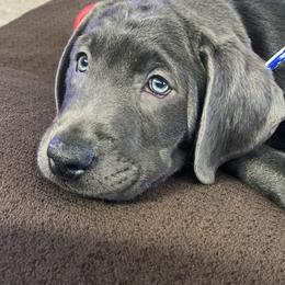 Dilute Retriever and Labrador Retriever Puppies from Jungle Lake Labradors