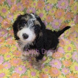 KAITLYN 4000 - Black and cream female Dachshund puppy in Gatesville, Texas from CJ's Dach Dynasty