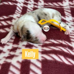 Aussiedoodle Puppies from Doodles by Dada