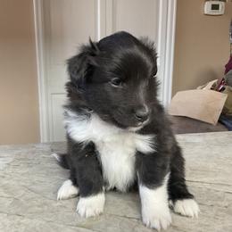 Shetland Sheepdog Puppies from Kochar Shelties