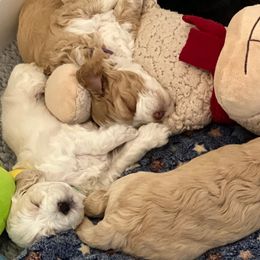 Australian Labradoodles from JoaLins Labradoodles