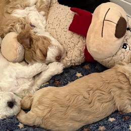 Australian Labradoodles from JoaLins Labradoodles