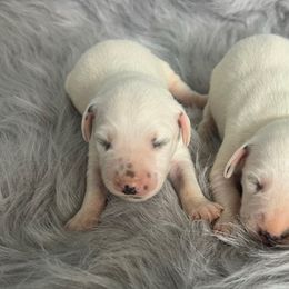 Spook LUA B.w - White and black male Dalmatian puppy in Sedalia, Missouri from Missouri Dalmatians