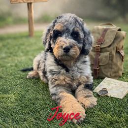 Joyce Byers - Blue merle female Bernedoodle puppy in Bennett, Colorado from Darling Paws, LLC