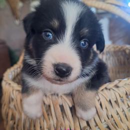 ECLIPSE-btf - Black tri-color female Australian Shepherd puppy in Salem, Arkansas from Patchwork Kennels