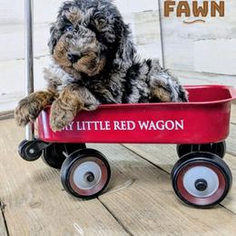 Fawn - Blue merle female Aussiedoodle puppy in Cambridge, Minnesota from Country Meadow Doodles