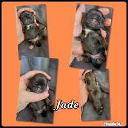 Great Pyrenees and Shih Tzu Puppies from Ashville Shih Tzu Chalet