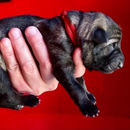 Fable - Sable male German Shepherd puppy in Lake Elsinore, California from MK-K9 L.L.C.