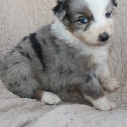Zapps - Blue merle male Australian Shepherd puppy in Laurel, Mississippi from Reeves Australian Shepherds