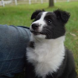 Shetland Sheepdog Puppies from Sunny Shelties