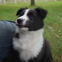 Shetland Sheepdog Puppies from Sunny Shelties