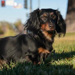 Samson - Dachshund