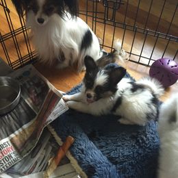 Papillon Puppies from A Breed Apart Papillons