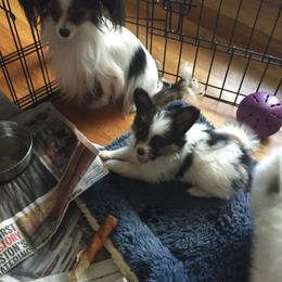 Papillon Puppies from A Breed Apart Papillons