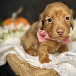 Girl 2 - Dapple Dachshund puppy in North Port, Florida from Jessica Louise Dachshunds