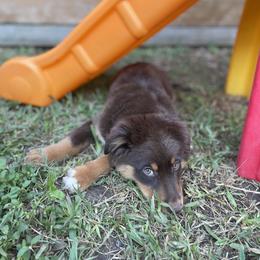 Australian Shepherd and Miniature Australian Shepherd Puppies from Integrity Aussies Tx