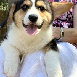 Pembroke Welsh Corgi Puppies from Becky's Pembroke Welsh Corgis