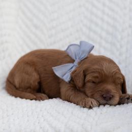 French Fry - Caramel red male Australian Labradoodle puppy in Belding, Michigan from Rutu Australian Labradoodles