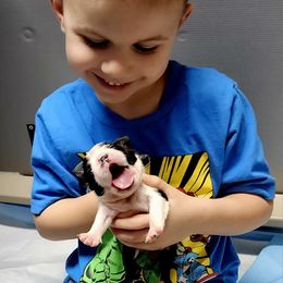 Boston Terrier and Doberman Pinscher Puppies from Diamonds In The Ruff Boston Terriers & Dobermans