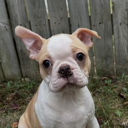 Bentley - Seal and white male Boston Terrier puppy in Star, North Carolina from Meatloaf's Boston