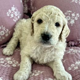 Goldendoodle Puppies from Hani's family