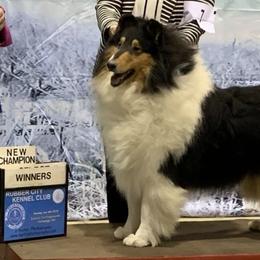 Collies from Annette's Collies