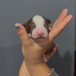 Snag - Red tri male Miniature Australian Shepherd puppy in Lakeport, California from Akins Aussies/Wild Rose Ranch