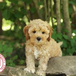 Cornell - Red male Cockapoo puppy in Canastota, New York from Silver City Cockapoos