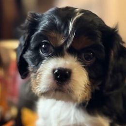 Cavalier King Charles Spaniels and Dachshunds from Magnolia Hill Cavaliers and Doxies