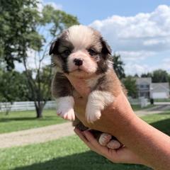 Green - Sable male Pembroke Welsh Corgi puppy in Saint Paris, Ohio from Lee Farm