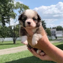 Green - Sable male Pembroke Welsh Corgi puppy in Saint Paris, Ohio from Lee Farm