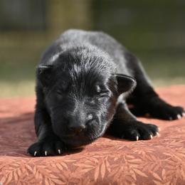 Ilara - Black female German Shepherd puppy in Nacogdoches, Texas from Vom Hausgladfel