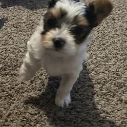 Parti boy 1 - Parti male Yorkshire Terrier puppy in Hot Springs, Arkansas from Weslynn Kennels