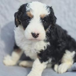Clover - Tri-color female Bernedoodle puppy in Shelton, Washington from NW Bernedoodles of Washington