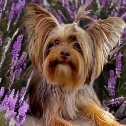 Ziva - Yorkshire Terrier
