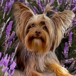 Ziva - Yorkshire Terrier