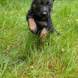 Red collar - Black and red male German Shepherd puppy in Garrett, Indiana from Devil-Dog Shepherds