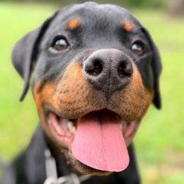 Blue - Black and mahogany male Rottweiler puppy in Ridgeland, South Carolina from VHK Rottweilers