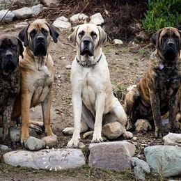 Mastiffs from Mountain Mama Mastiffs
