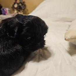 Red collar boy - Black male Shih Tzu puppy in Woodsfield, Ohio from ROSE LANE SHIH TZUS