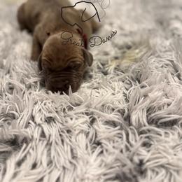Dewdrop - Blue male Great Dane puppy in Norton, Ohio from Guilty Pleasure Great Danes & Frenchies