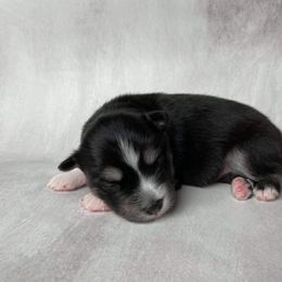 Pomsky Puppies from Pomskies of Windermere