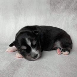 Pomsky Puppies from Pomskies of Windermere