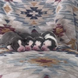 Boy 1 - Blue male Pomsky puppy in Henderson, Kentucky from Paris Pomskies