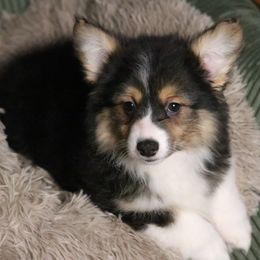 Autumn (Fluffy) - Black and tan female Pembroke Welsh Corgi puppy in Fayetteville, Arkansas from Intergalactic Corgis