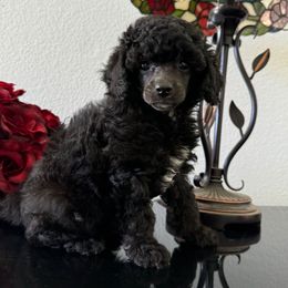 Black widow - Black female Poodle puppy in Lathrop, California from Stellar Poodles