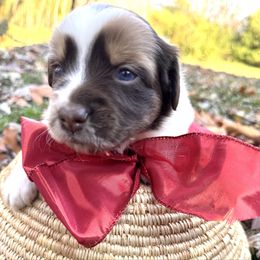 Snickerdoodle - Red merle female Miniature Australian Shepherd puppy in Clarksville, Tennessee from Southern Oak Pups