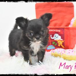 Mary Pippin - Black and white female Chihuahua puppy in Demorest, Georgia from Sourpatch Chihuahuas