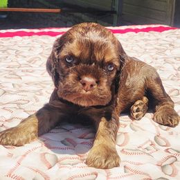 Orange Boy - Brown white and tan male Cocker Spaniel puppy in Beggs, Oklahoma from Southern Country Cockers